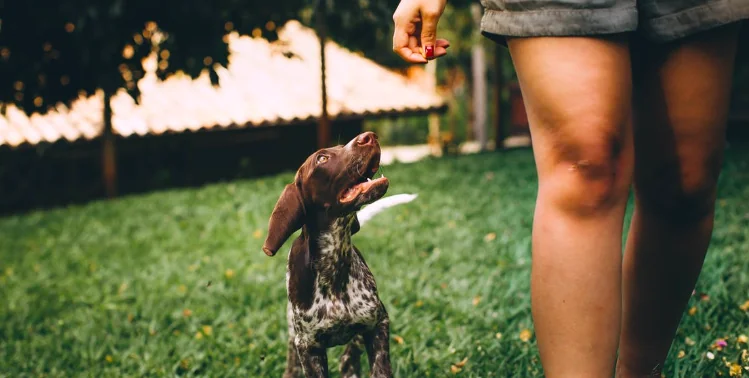Obbligatorio pulire la pipì dei cani, dì la tua